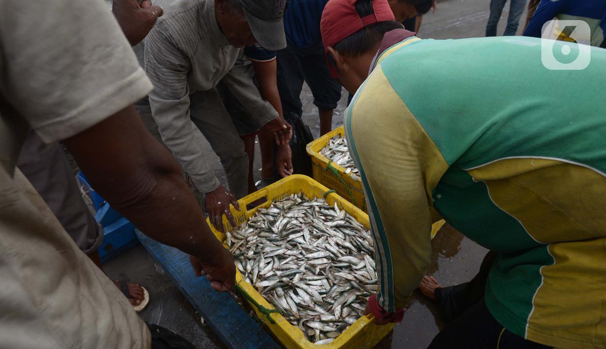 Nelayan tradisional menurunkan hasil tangkapan ikan di Pelabuhan Muara Angke, Jakarta, Sabtu (19/2/2022). Nelayan mengatakan hasil tangkapan ikan mulai membaik seiring pergantian musim dan angin barat. (merdeka.com/Imam Buhori)
