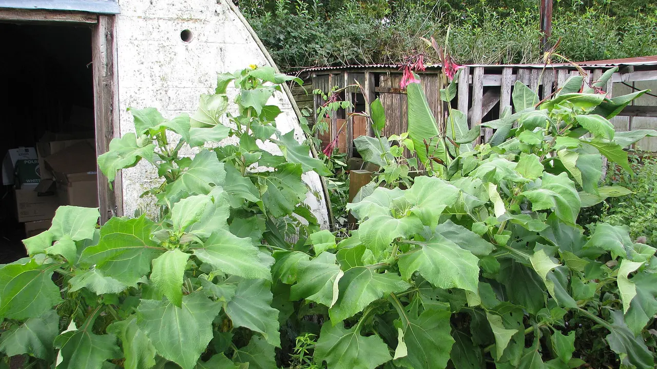 Ide Kebun Umbi Yakon di Pekarangan Rumah