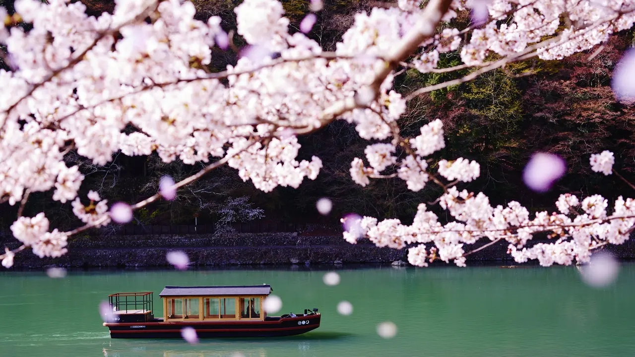 Musim Sakura di Jepang