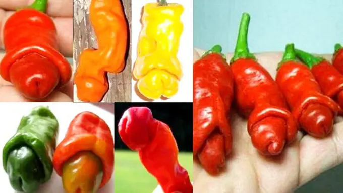 (c) odditycentral.com