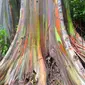 Pohon Eucalyptus dapat keluarkan warna pelangi yang berasal dari tetesan getah. (Foto: Amusing Planet)