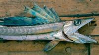 Lancetfish kanibal, terdampar di pantai dalam keadaan hidup (NOAA)