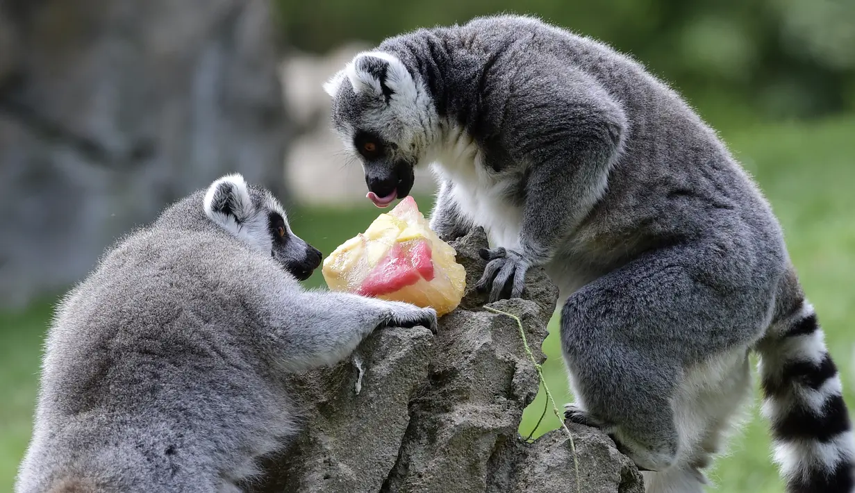 Dua ekor lemur menyantap buah beku di kebun binatang Bioparc di Valencia, Italia (23/7). Pemberian makanan beku ini dikarenakan suhu panas yang melanda Italia. (AFP PHOTO / Jose Jordan)