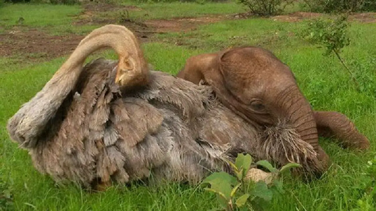[Bintang] Gajah dan Burung unta