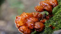Jamur Ganoderma lucidum. Foto: mushroomsworld