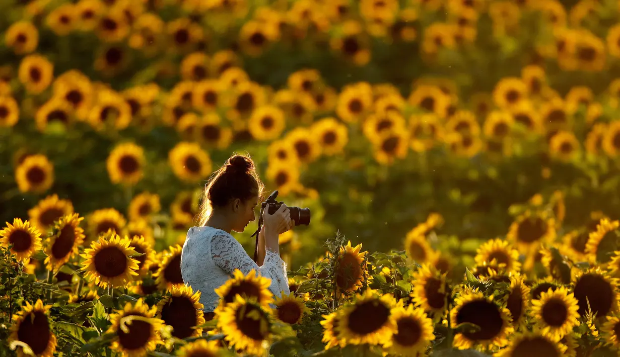 Seorang wanita mengambil foto dari ladang bunga matahari di Grinter Farms, dekat Lawrence, Kansas, 8 September 2018. Setiap tahunnya, keluarga Grinter menanami ribuan benih bunga matahari di lahan seluas 14 hektar tersebut. (AP Photo/Charlie Riedel)