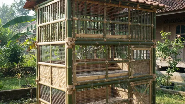 Desain Kandang Ayam Petelur Hemat Lahan 1x1 Meter. AI