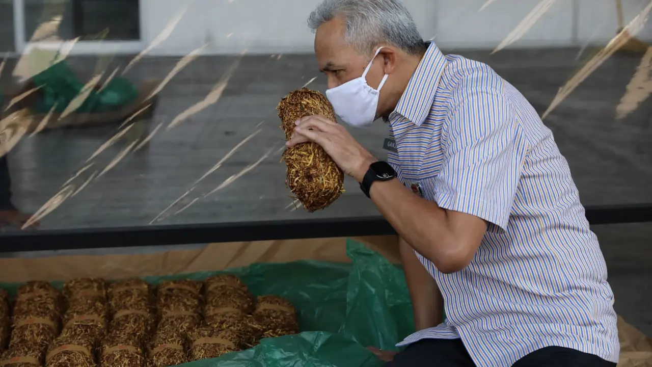 Gubernur Jateng Ganjar Pranowo mengecek kondisi tembakau hasil panen pertanian di gudang rokok Temanggung, Selasa (25/8/2020). (Foto : Liputan6.com/Felek Wahyu)
