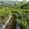 7 Cara Membuat Cabai Tetap Produktif Meski Sudah Berbuah Berkali-kali