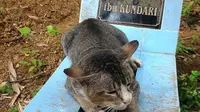 Kundari, Kucing Setia yang Kunjungi Makam Majikan Tiap Hari