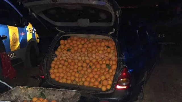 jeruk yang memenuhi bagasi mobil