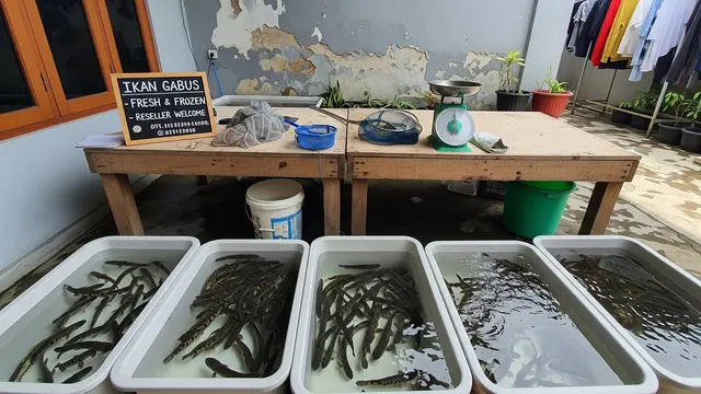 Peluang Usaha Ikan Gabus Skala Rumahan di Bawah Rp 500 Ribu