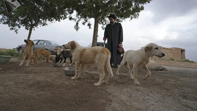 Ulama Syiah di Iran Pelihara dan Rawat Anjing Jalanan hingga Sehat Kembali