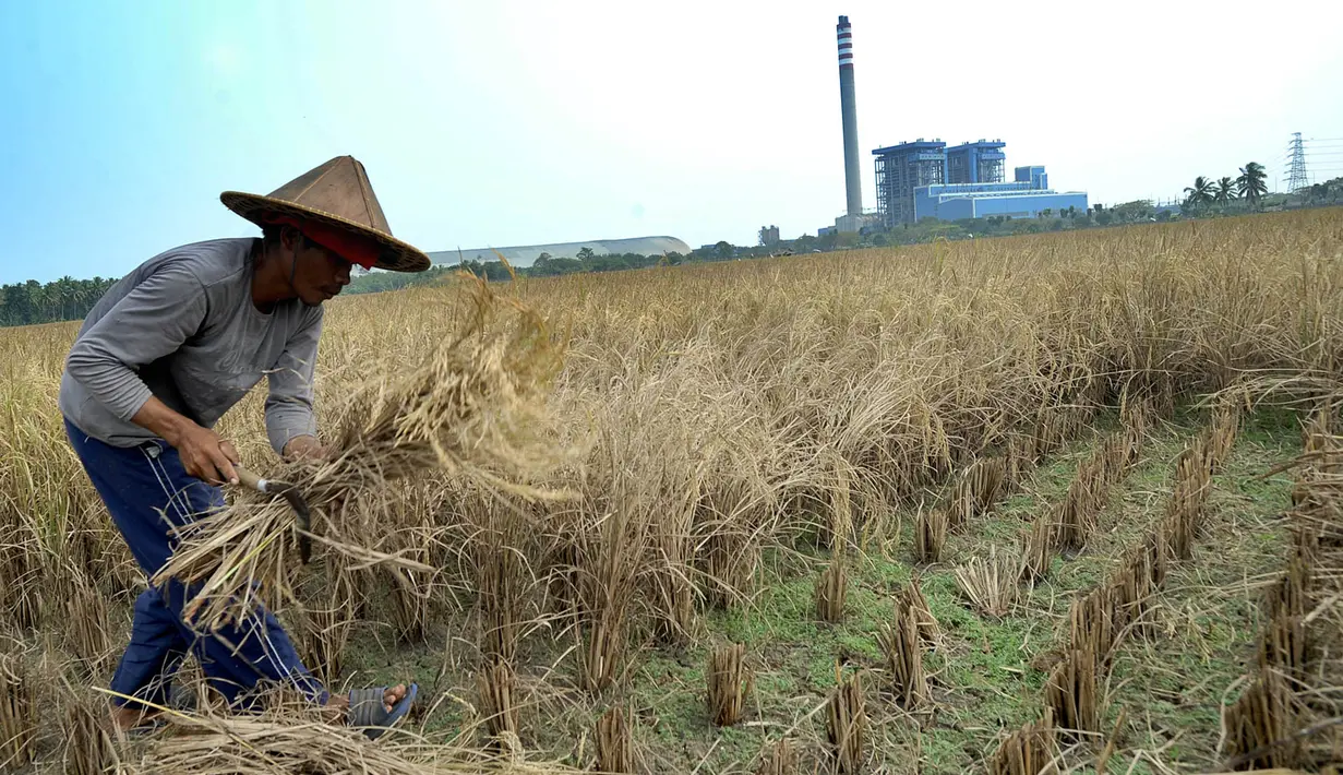 Petani memotong tanaman padi saat panen di sawah yang terletak di belakang PLTU Labuan, Pandeglang, Banten, Minggu (4/8/2019). Musim kemarau menyebabkan harga gabah di tingkat petani mengalami kenaikan dari Rp 3.600 menjdi Rp 4.300 per kilogram. (merdeka.com/Arie Basuki)