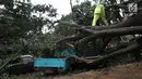 Petugas kepolisian bersama unsur masyarakat  berupaya melakukan proses pemotongan pohon besar yang tumbang akibat Hujan dan Angin di wiliyah Serua, Ciputat, Rabu (12/12). (merdeka.com/ arie basuki)