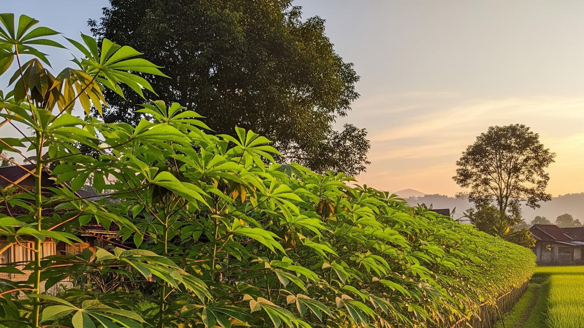 7 Cara Membuat Pagar dari Pohon Singkong yang Efektif, Hemat dan Ramah Lingkungan