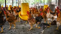 Arab Saudi Setop Impor Unggas Indonesia, Pengusaha Putar Otak Bikin Produk Alternatif