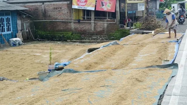 Petani menjemur dan lantas menyimpan gabah di rumah atau lumbung dan baru akan menjualnya saat harga naik. (Liputan6.com/Muhamad Ridlo)