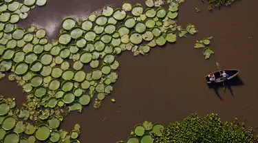Wisatawan menaiki perahu di dekat tanaman Victoria Cruziana yang tumbuh di atas air sungai Salado di Piquete Cue, Paraguay (7/1). Victoria Cruziana atau biasa disebut teratai raksasa ini berasal dari Amerika Selatan. (AP Photo/Jorge Saenz)
