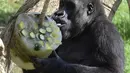 Seekor gorila menjilat buah yang telah dibekukan di kebun binatang Bioparc di Valencia, Italia. (23/7). Pemberian makanan beku ini dikarenakan suhu panas yang melanda Italia. (AFP PHOTO / Jose Jordan)