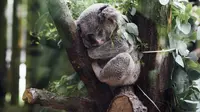 Koala Hampir Punah, Australia Terancam Kehilangan Ikon Nasional