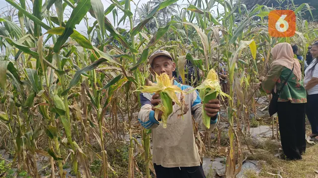 Panen raya jagung manis menggunakan pemanfaatan pupuk Bios 44 di Desa Sasagaran di Kecamatan Kebonpedes, Kabupaten Sukabumi. (Liputan6.com/Fira Syahrin).