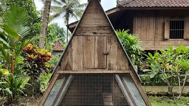 Desain Kandang Ayam Kombinasi Kayu dan Kawat Galvanis Premium