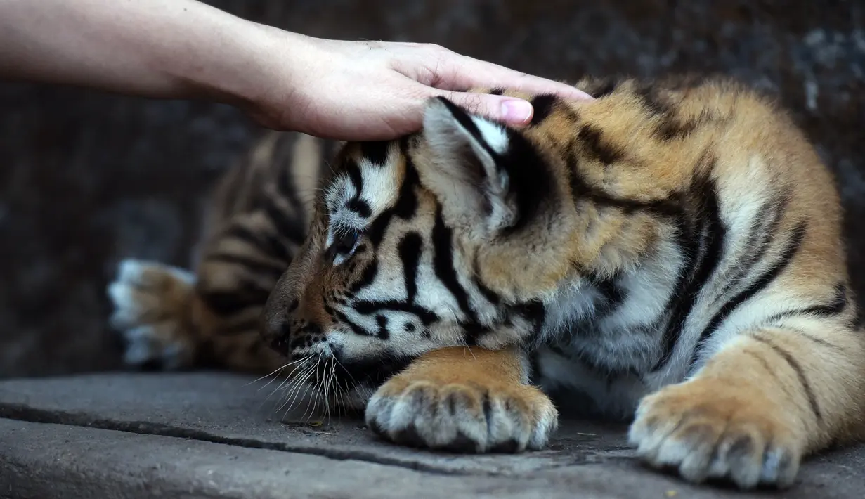 Seekor anak Harimau Bengal menikmati belaian di penampungan hewan FURESA, Jayaque, San Salvador, Selasa (31/1). Empat anak harimau bengal, sebuah spesies yang terancam punah, berhasil lahir melalui persalinan normal. (AFP PHOTO/ Marvin RECINOS)