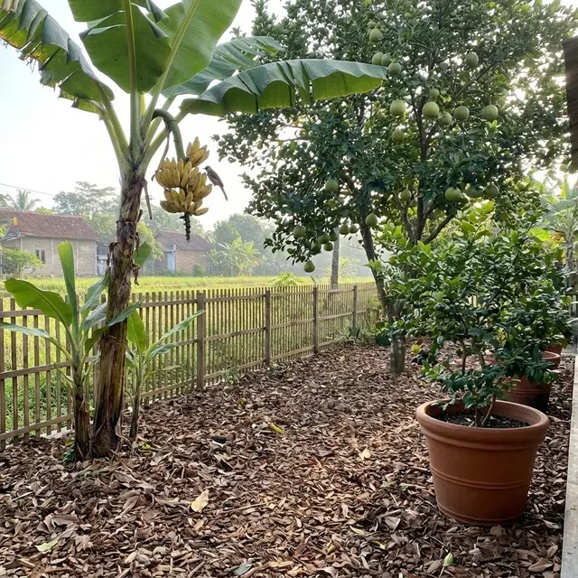 Kebun Rumah yang Mengundang Burung Berkicau