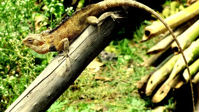 genus calotes
