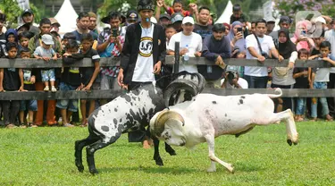 Warga menyaksikan ketangkasan domba Garut saat kegiatan Festival Ternak dan Seni Ketangkasan Domba Garut (SKDG) di halaman Stadion Pakansari, Cibinong, Bogor, Jawa Barat, Minggu (12/11/2023). (merdeka.com/Arie Basuki)