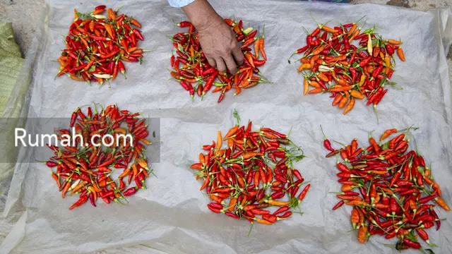 harga cabai naik