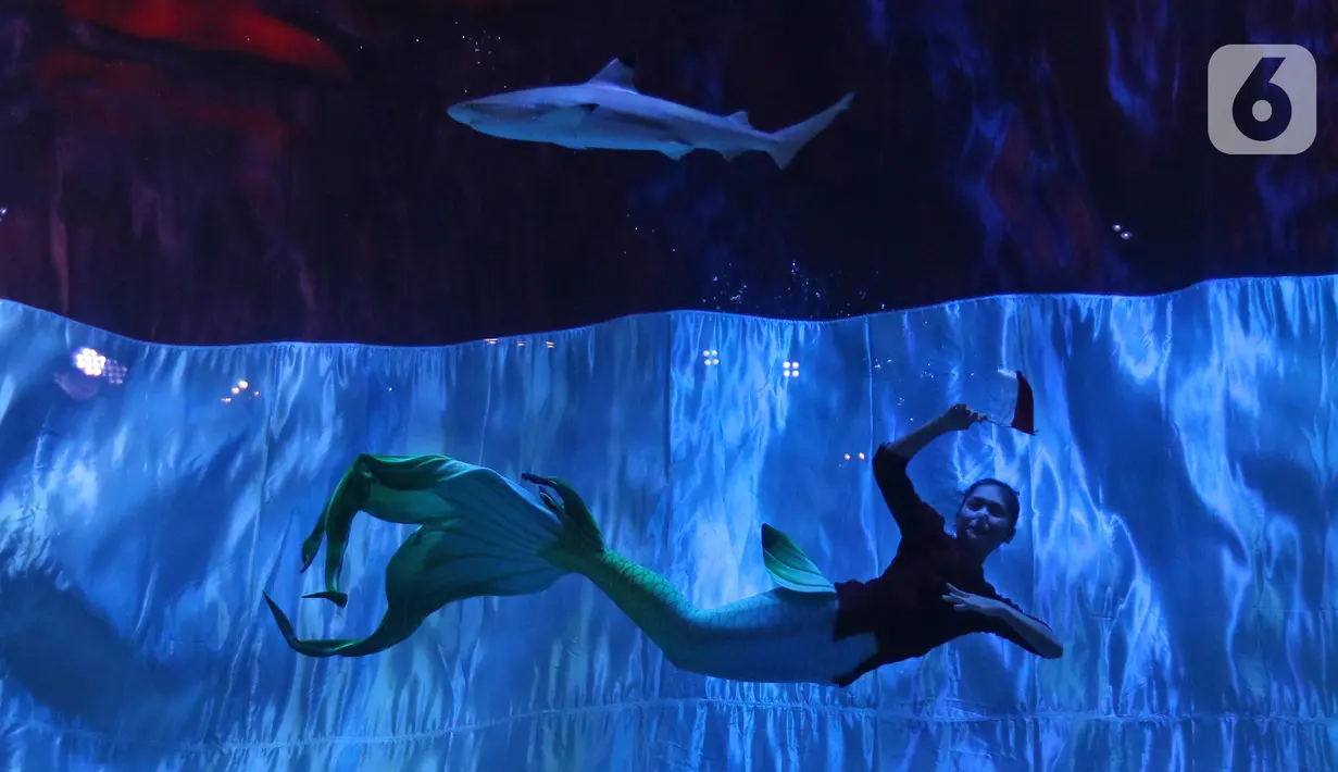 Penyelam melakukan atraksi di depan bendera merah putih raksasa di Jakarta Aquarium & Safari (JAQS), Jakarta, Selasa (17/8/2021). JAQS juga menyelenggarakan atraksi bawah air, yang dilakukan para penyelam dengan mengenakan kostum pejuang. (Liputan6.com/Herman Zakharia)