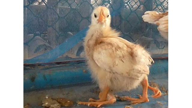 Ayam Berkaki 4 Milik Peternak Ini Curi Perhatian, Dipercaya Bawa Keberuntungan