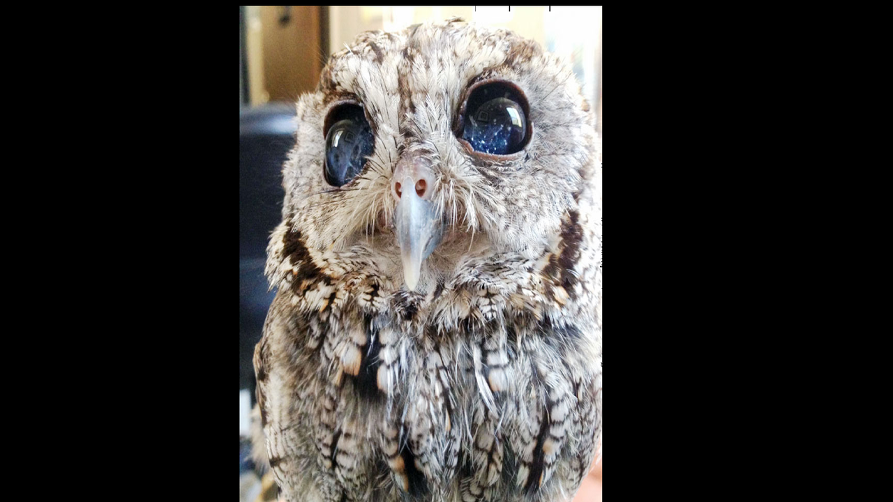 Burung hantu Zeus. (Bored Panda)