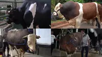 Potret penampakan empat sapi yang disiapkan Irfan Hakim untuk kurban Idul Adha 2024. (Sumber: YouTube deHakims channel)