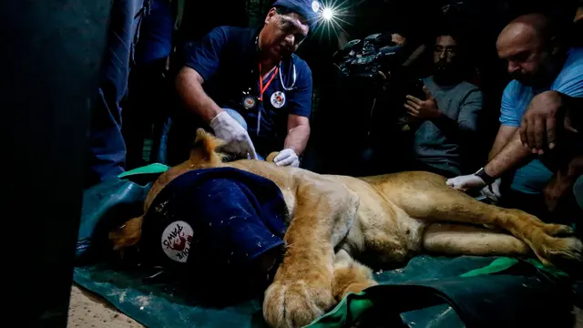 Khalil dan timnya membius singa saat mereka bersiap untuk mengevakuasi hewan itu dari Palestina dan memindahkannya ke tempat perlindungan di tempat lain.