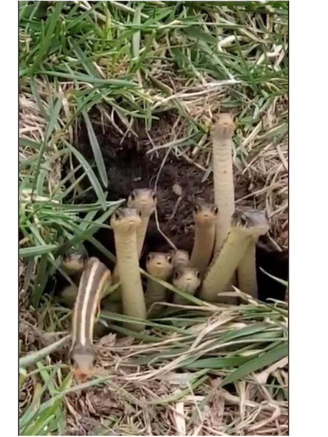 Viral Kawanan Ular Kecil Ramai Melongok dari Lubang, Lucu Tapi Bikin Merinding