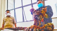 Petugas memperlihatkan kulit harimau sumatra yang akan dijual empat tersangka. (Liputan6.com/Istimewa)