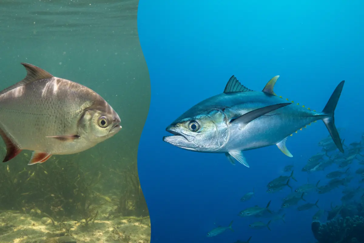 Ikan Laut vs Ikan Air Tawar