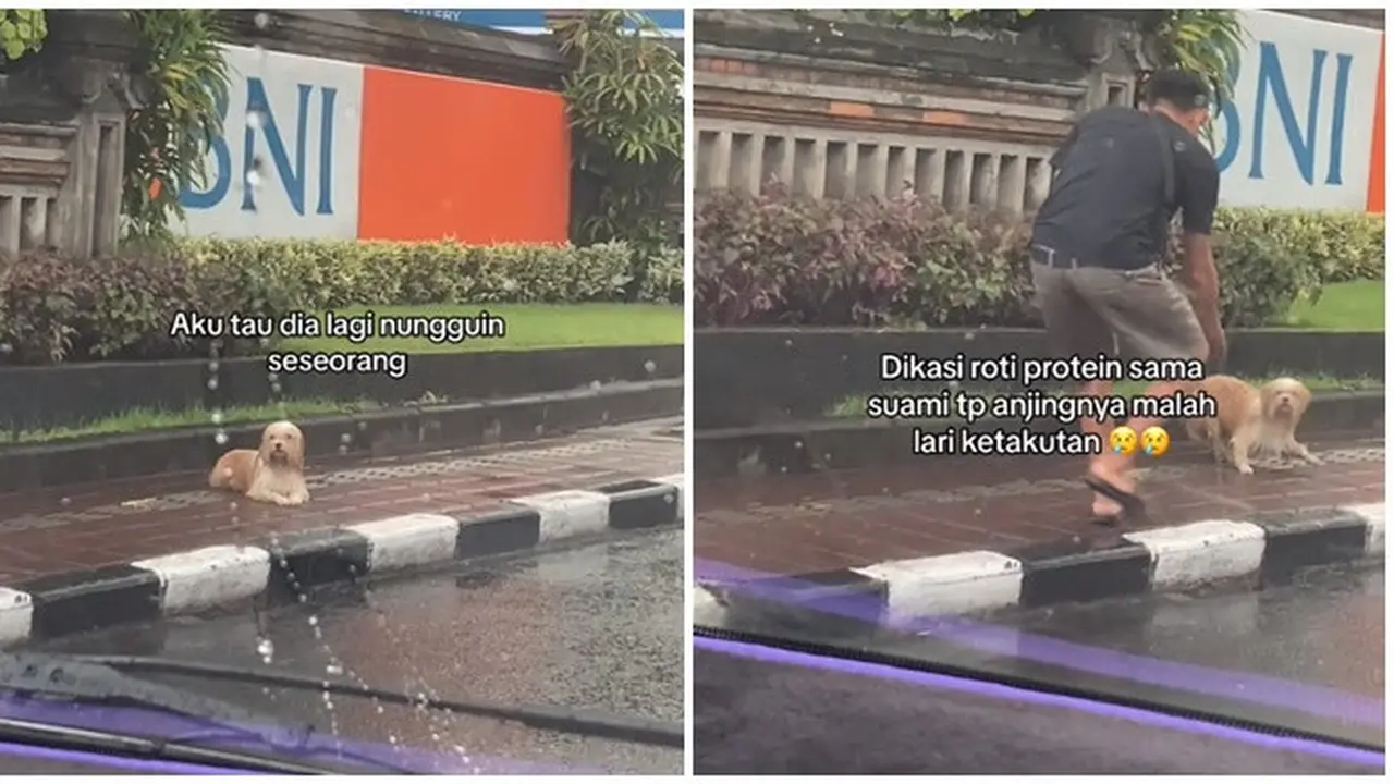 Viral Anjing Kehujanan Seperti Sedang Nunggu Seseorang Bikin Haru, Takut saat Dihampiri