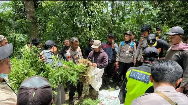 Polres Lumajang menemukan ladang ganja di lereng Gunung Semeru (Istimewa)