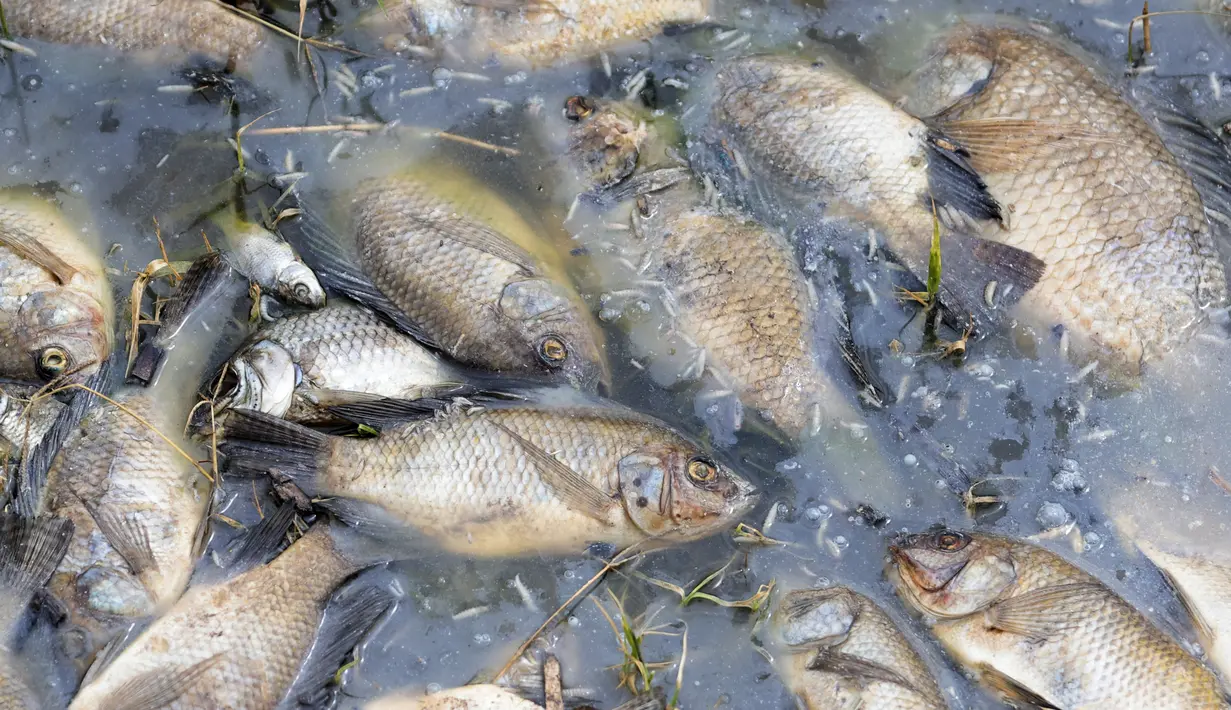 Ikan mati terlihat di tepi Sungai Santiago, salah satu sungai paling tercemar di Meksiko, di Juanacatlan, Negara Bagian Jalisco, Meksiko pada 17 Juli 2024. (ULISES RUIZ / AFP)