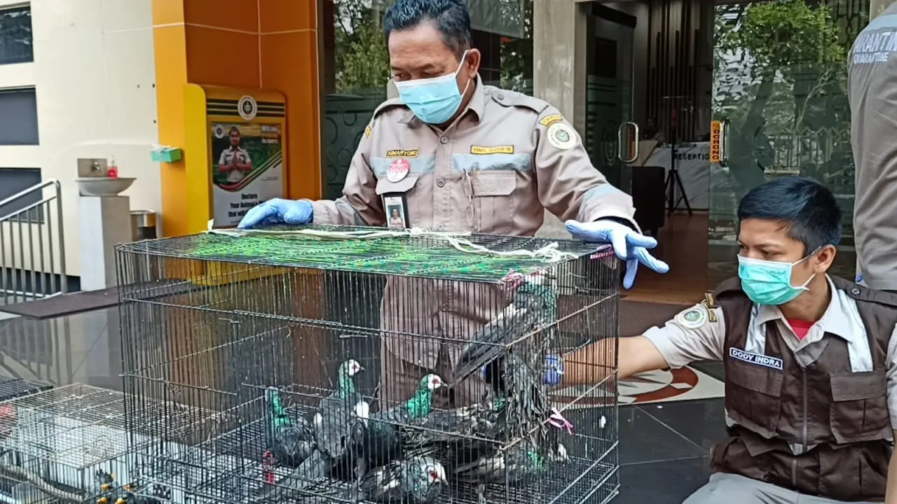 Karantina Surabaya gagalkan penyelundupan burung dan kura-kura ilegal. (Dian Kurniawan/Liputan6.com)