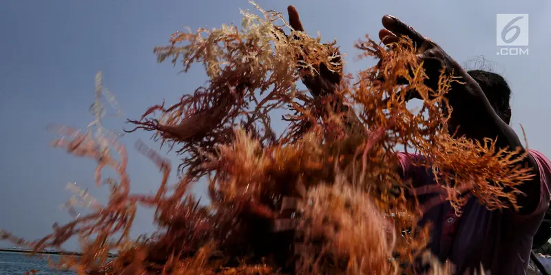 Menengok Budidaya Rumput Laut di Pulau Panggang