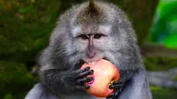 Monyet ekor panjang memakan apel di Sacred Monkey Forest atau lebih dikenal dengan Monkey Forest di Ubud, Bali pada 16 November 2018. Keunikan hutan ini adalah terdapatnya ratusan Kera Bali ekor panjang yang bebas berkeliaran di alam. (GABRIEL BOUYS/AFP)