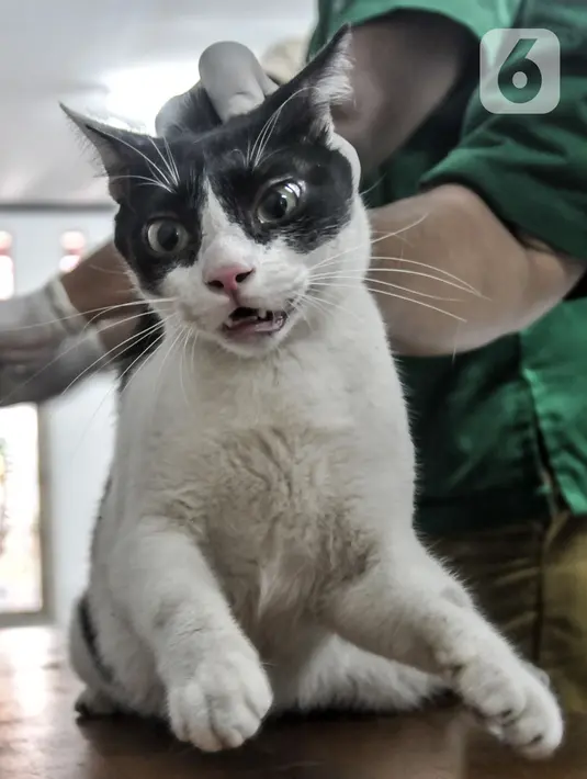 Seekor kucing saat akan disuntik vaksin rabies di Kantor RW 07 Cipinang Muara, Jatinegara, Jakarta, Senin (6/9/2021). Vaksinasi ini dilakukan kepada hewan peliharaan seperti anjing dan kucing. (merdeka.com/Iqbal S.Nugroho)