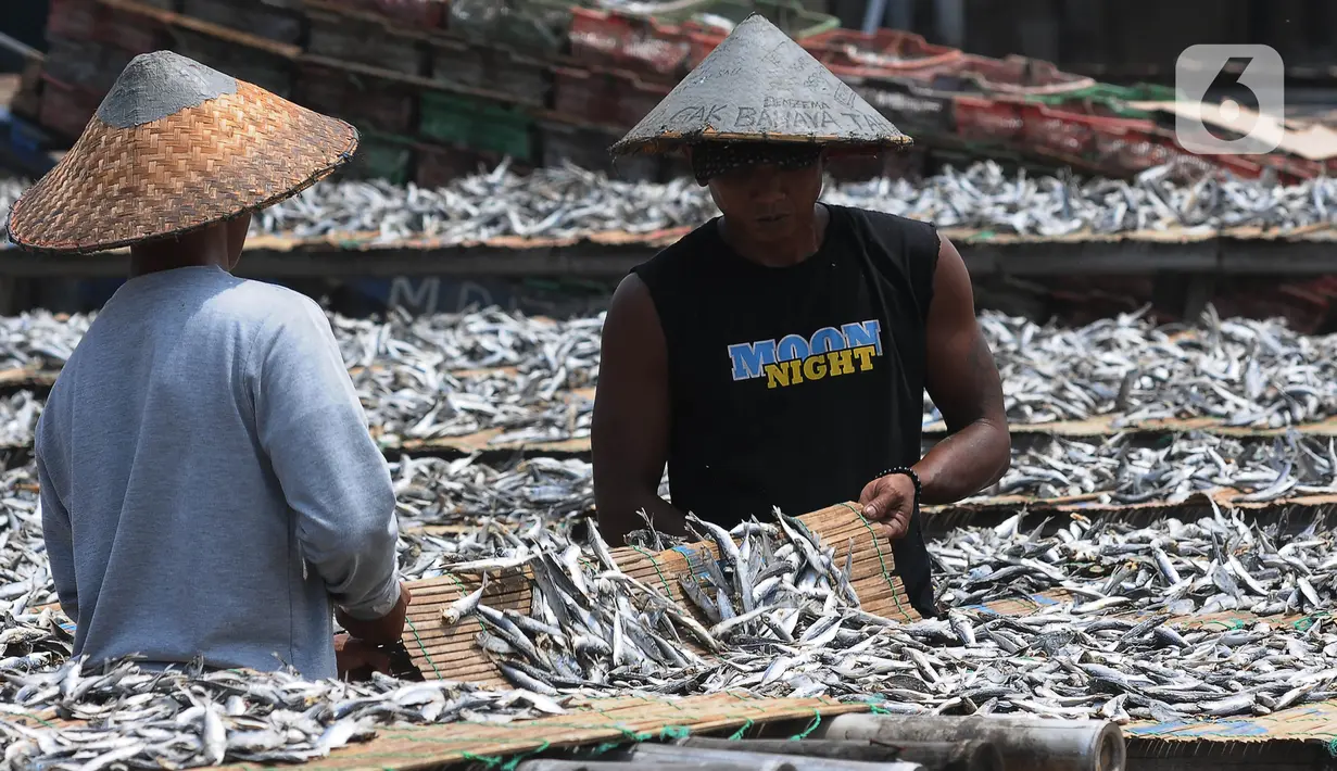 Pekerja menjemur ikan asin di perkampungan nelayan Muara Angke, Jakarta, Selasa (5/12/2023). (merdeka.com/Imam Buhori)