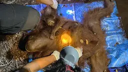 Sepasang induk dan bayi orangutan bernama Raya dan Rayu dievakuasi oleh petugas dari Balai Konservasi Sumber Daya Alam (BKSDA), TNI, dan Orangutan Foundation International (OFI) di Kotawaringin Timur, Kalimantan Tengah, Rabu,  2 September 2026.. (AFP/ Reina)