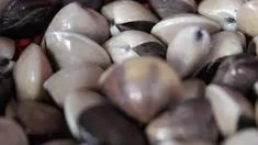 Dalam episode ini, duo host The Klimis mencicipi kerang kiloan Pak Rudi yang terletak di jalan Pati Unus.